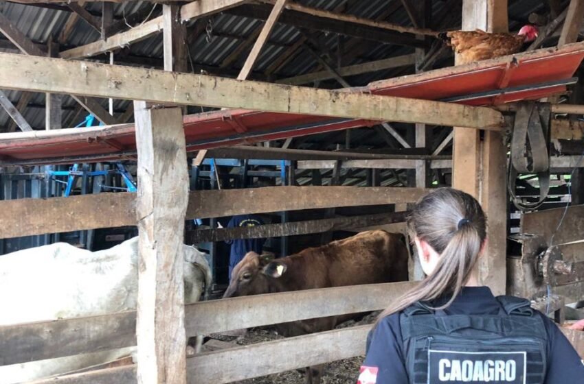 Polícia Civil e CIDASC realizam fiscalização de rebanho em Pinhalzinho