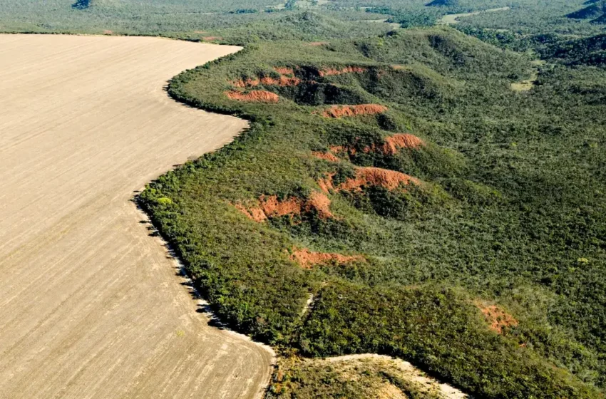 Desmatamento no Cerrado emite mais de 135 milhões de toneladas de CO2 em um ano e meio