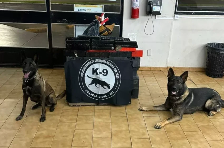 Apreensão de 26 kg de maconha em operação com cães na rodoviária de Xanxerê