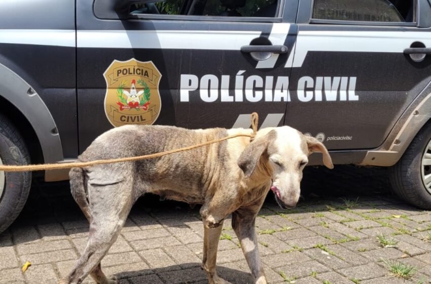 Polícia Civil resgata cadela vítima de maus-tratos e apreende materiais ilícitos