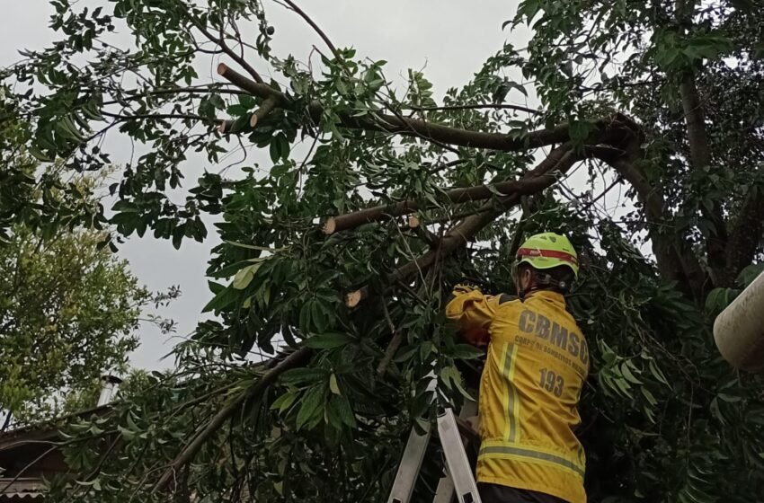 Evento climático causa quedas de árvores em São Domingos e mobiliza equipes de resgate