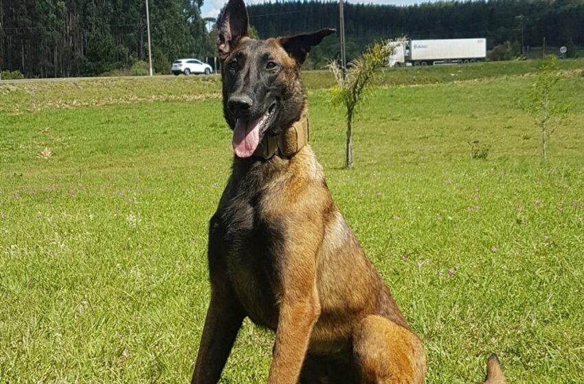 Polícia Civil lamenta o falecimento do cão “Colt”, herói de quatro patas