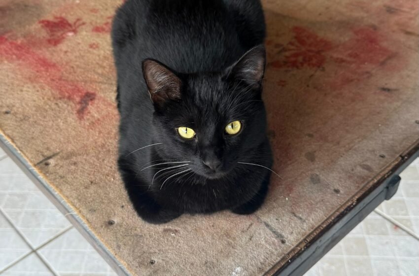  Gato Simba está desaparecido em Faxinal dos Guedes