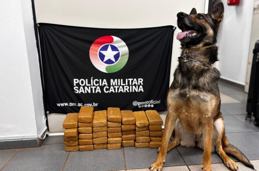  PM apreende mais de 20 kg de maconha durante abordagem a ônibus em Xanxerê