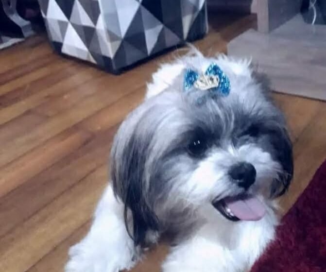  Cachorrinha Desaparecida no Bairro Rosa – Ajude a Encontrar a Bella