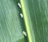  Cigarrinha-do-milho: bactéria do enfezamento pálido é detectada no Oeste de Santa Catarina