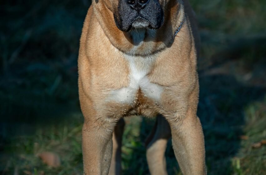  Cachorra salva mulher de agressão do ex-companheiro em Blumenau