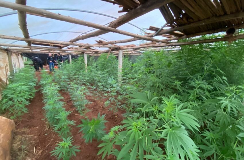  Polícia Civil descobre plantação clandestina de maconha e prende dois suspeitos em Abelardo Luz