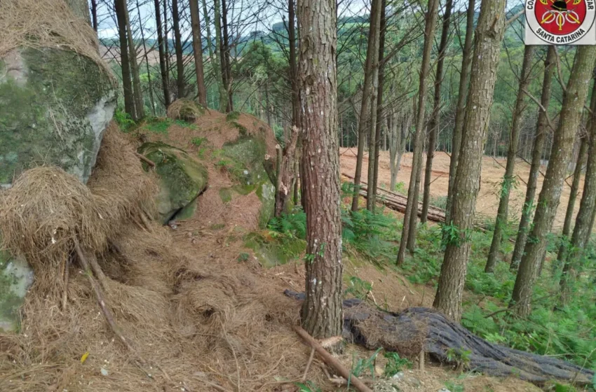  Corpo em avançado estado de decomposição é encontrado em Rio das Antas