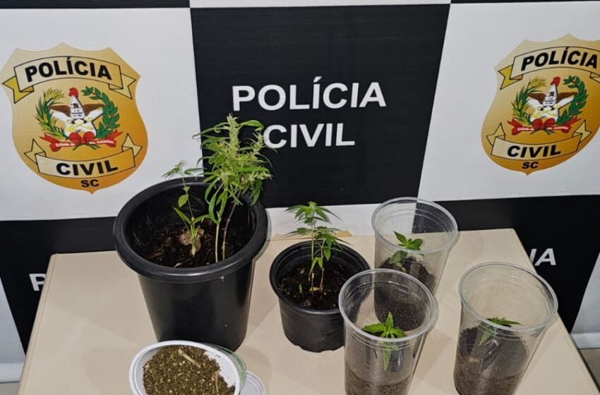 Polícia Civil de Faxinal dos Guedes apreende plantas de maconha durante operação em Xanxerê
