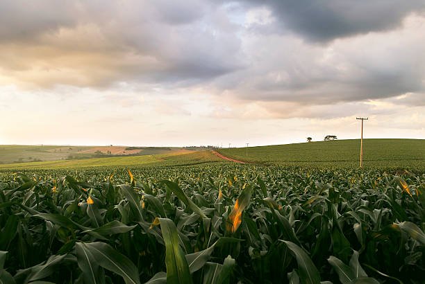  Programa Monitora Milho SC aponta estabilidade na média de cigarrinhas-do-milho, mas ocorrência recorrente dos patógenos acende alerta para o Extremo-Oeste